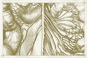 100+ Vintage Anatomy Vectors, a Healthcare Illustration by Shizzle Stock (Thumbnail 14 of 20)