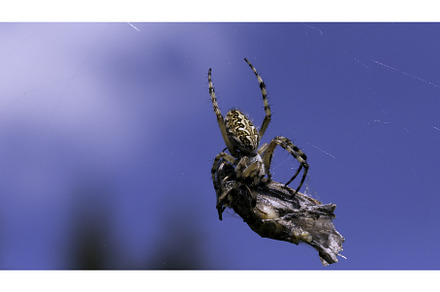 A large spider with thin legs, an Animal Photo by Media Whale Stock