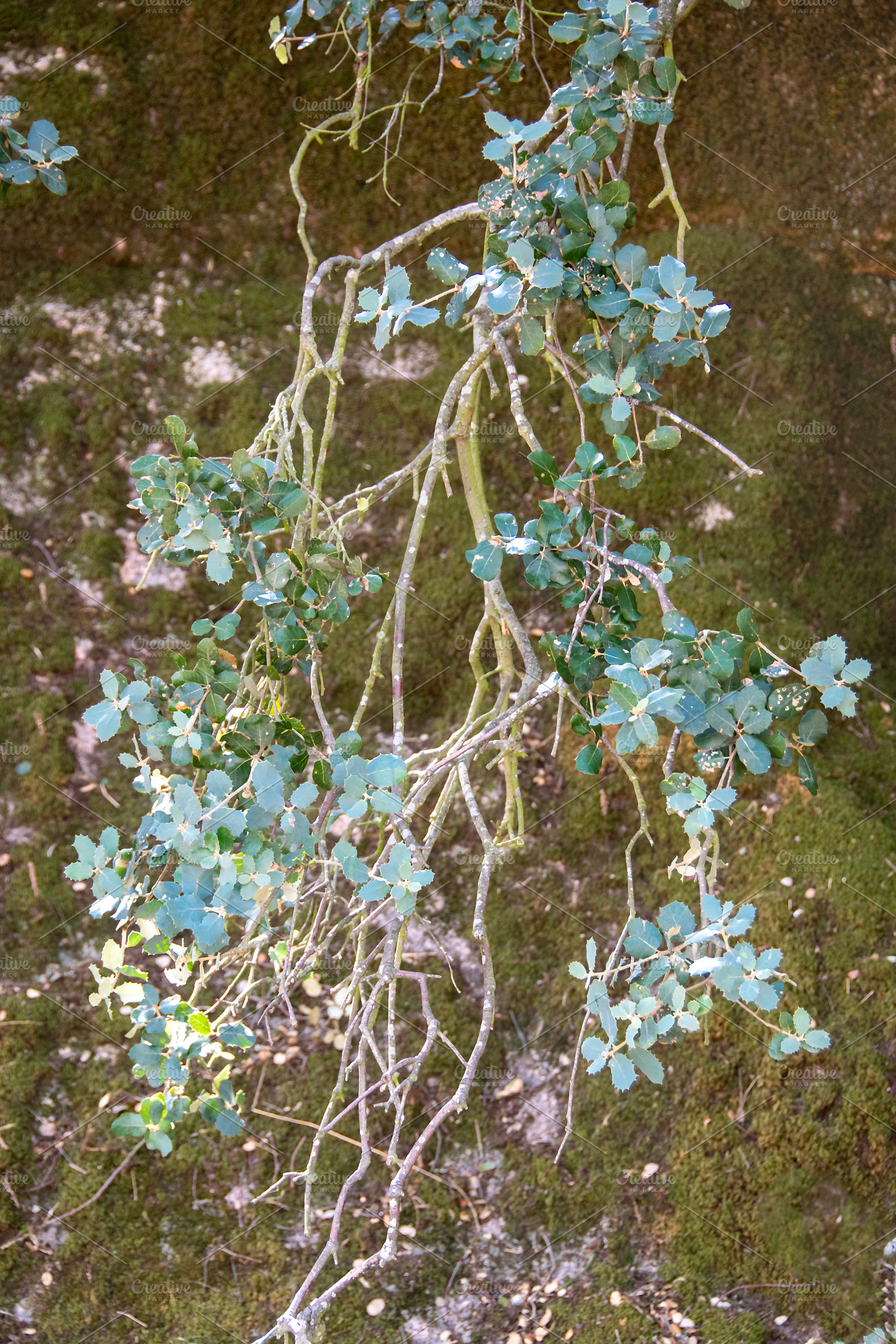 Close-up of delicate plant branches with round leaves, a Nature Photo by DanFLCreativo