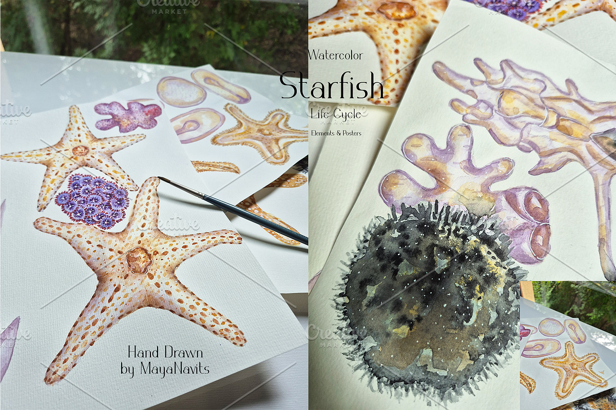 Watercolor Starfish Life Cycle Set, an Education Illustration by MayaNavits (Photo 8 of 8)
