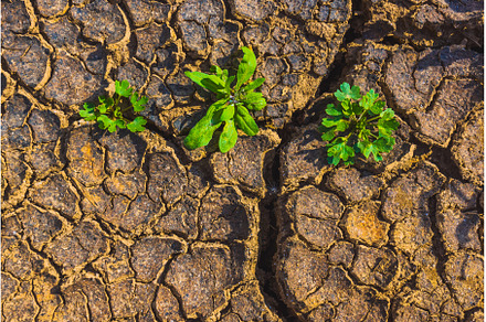 Cracked earth, metaphoric for, an Abstract Photo by Lukas Jonaitis SHOP