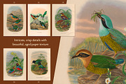 25 Vintage Bird Prints, an Animal Illustration by The Object Atlas (Thumbnail 5 of 9)