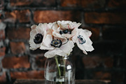 Pink anemones containing flower, floral, and vase, a Nature Photo by Chelsea Victoria (Thumbnail 2 of 2)