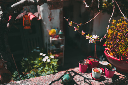 Blooming branch in a garden scene, an Architecture Photo by SkyNext