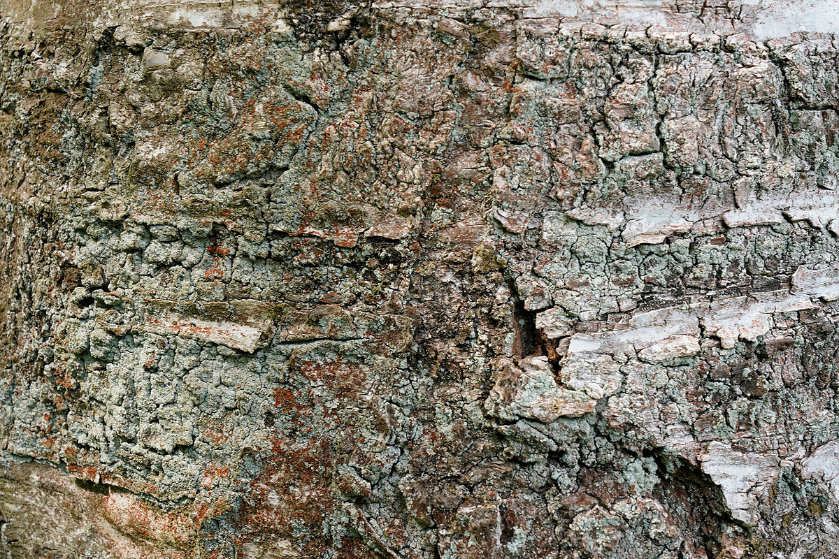 30 Tree Trunk Texture Photos, a Texture Graphic by Bilgep_design (Photo 2 of 16)