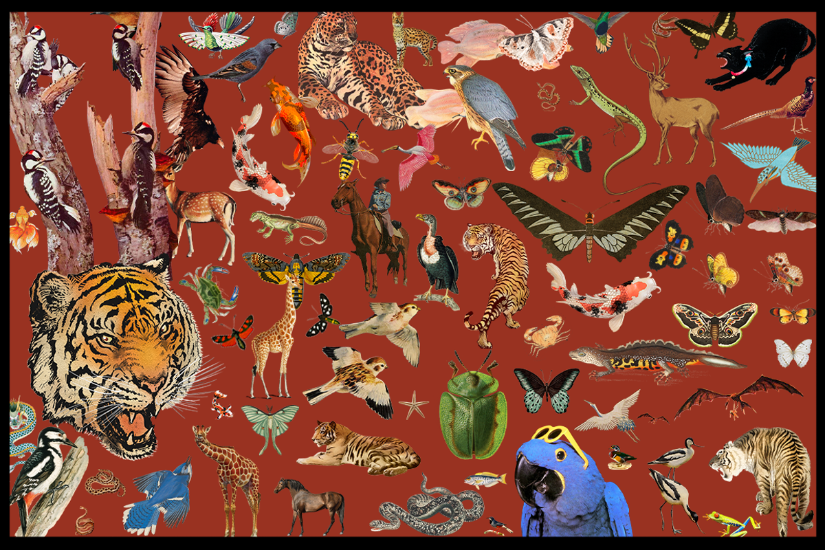 50%! Surreal Collage Art Creator, an Animal Illustration by Lilithcollageart (Photo 8 of 18)