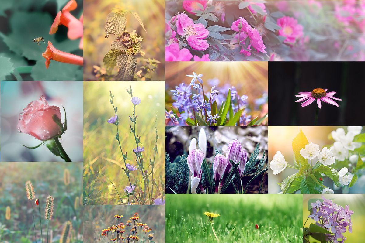 Flower collection 100 photos, a Nature Photo by Vladimir Kazimirov (Photo 6 of 14)