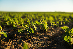 Closeup of soybean plants sprouting, a Nature Photo by volodymyrshtun13795