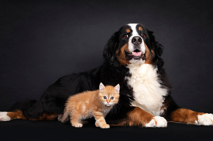 Cat and dog on black background, an Animal Photo by Cat'chy Images by Nynke