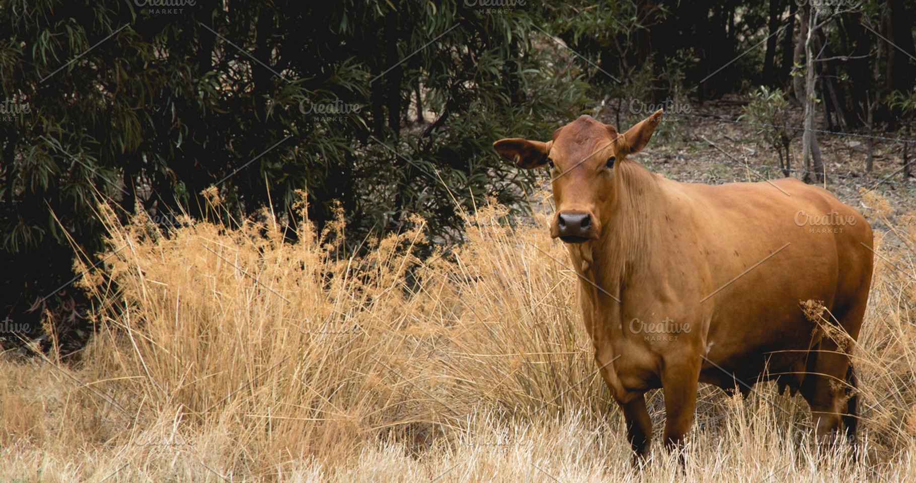 Australian Cow, an Animal Photo by Dylan Martin Studios