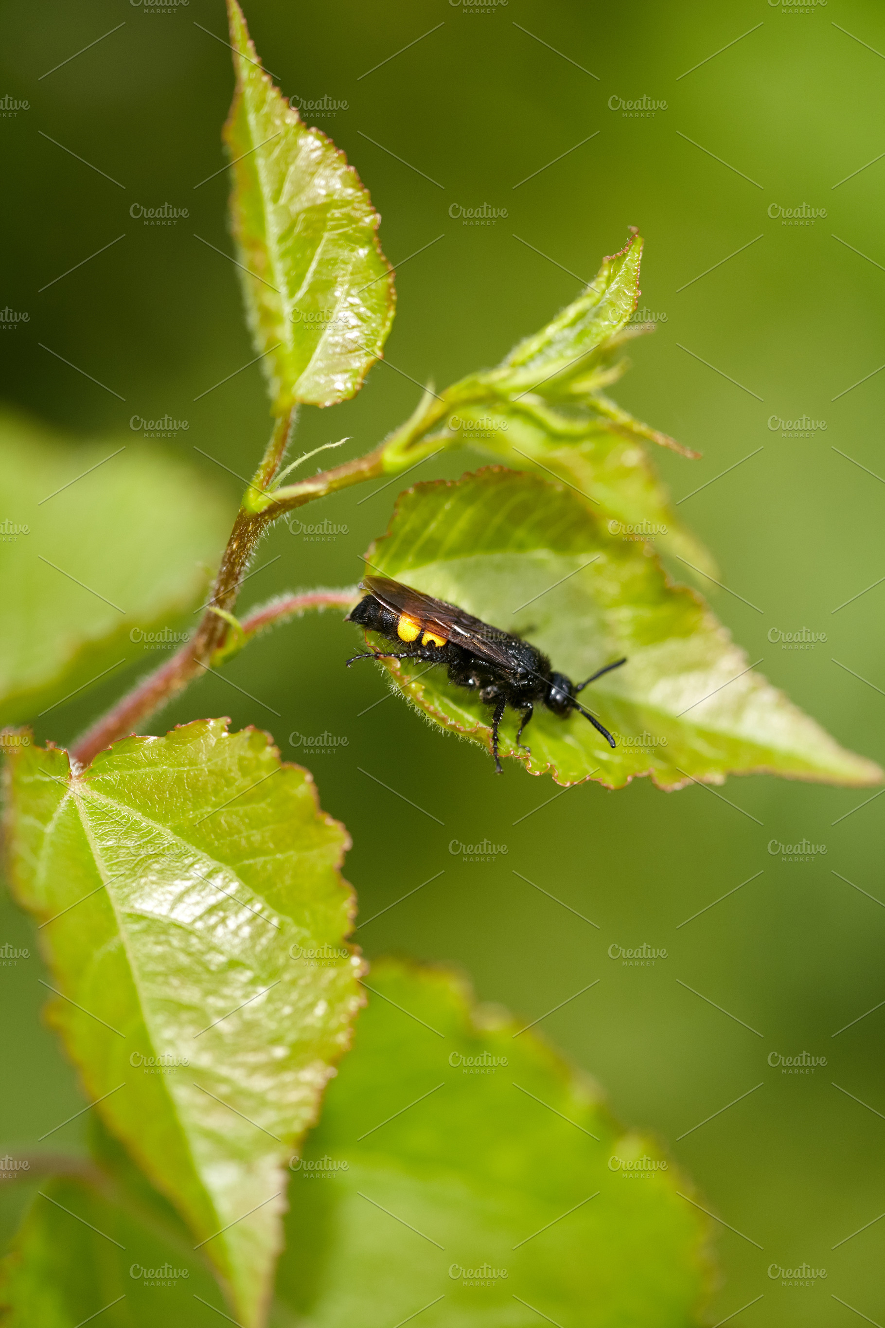 Black Wasp with Yellow Markings on Fresh Green Leaf., a Nature Photo by Rohan Photography