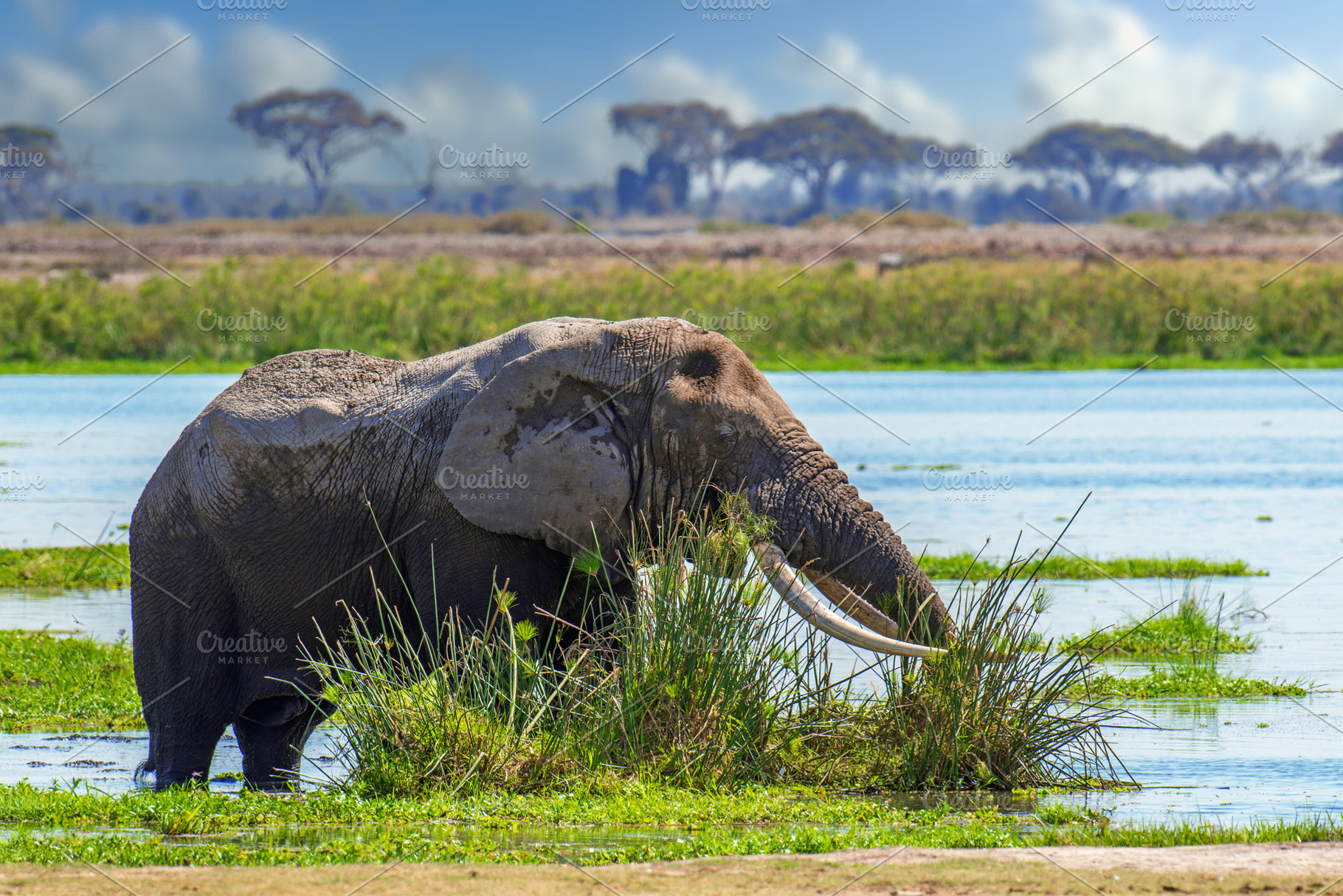 Elephant standing in body of water, an Animal Photo by Byrdyak