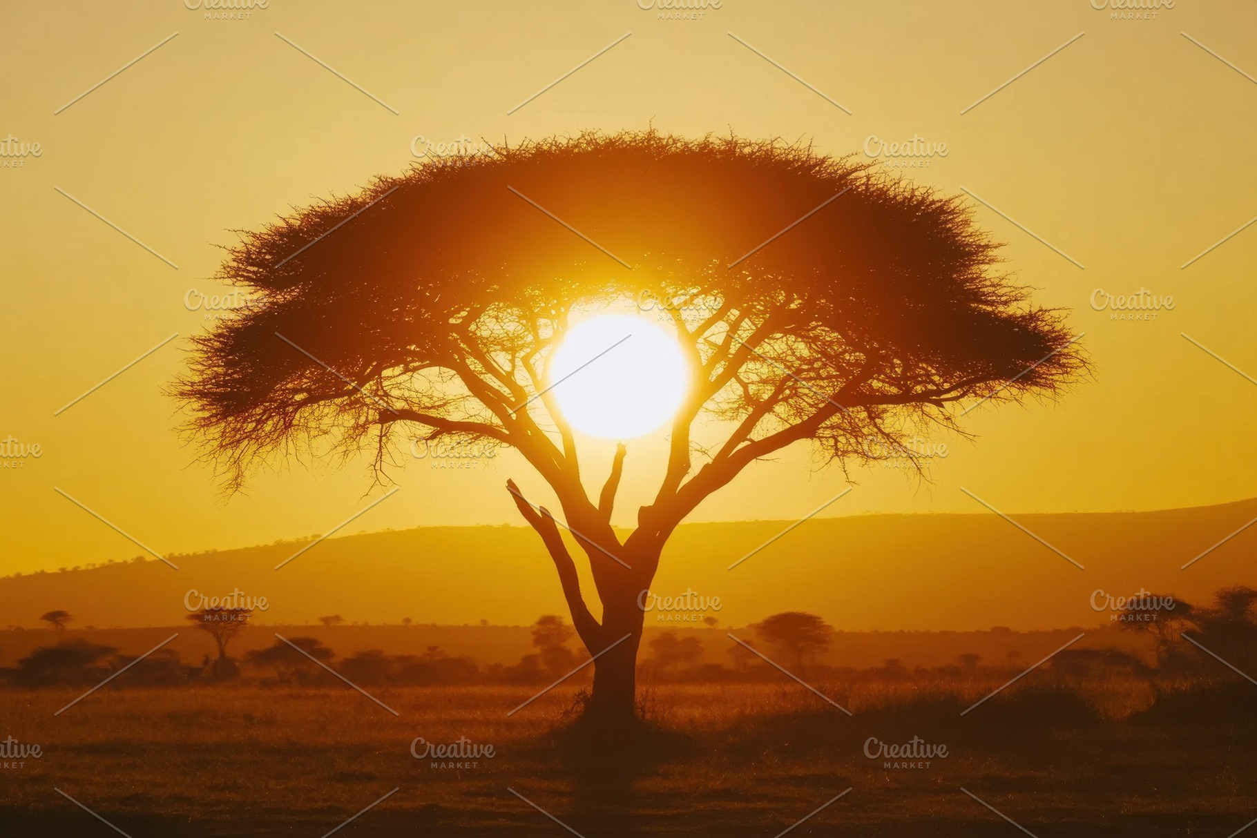 Majestic African sunset showcases a, a Photo by Iftikhar Alam