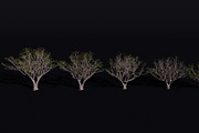 The Red Coral Tree, a Plants & Tree 3D Model by FuturePastCreatives (Thumbnail 6 of 8)