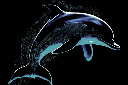 Aqua Dolphin image