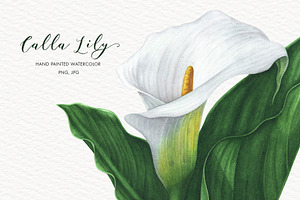 Watercolor Calla Lily, an Illustration by Katya Zlobina