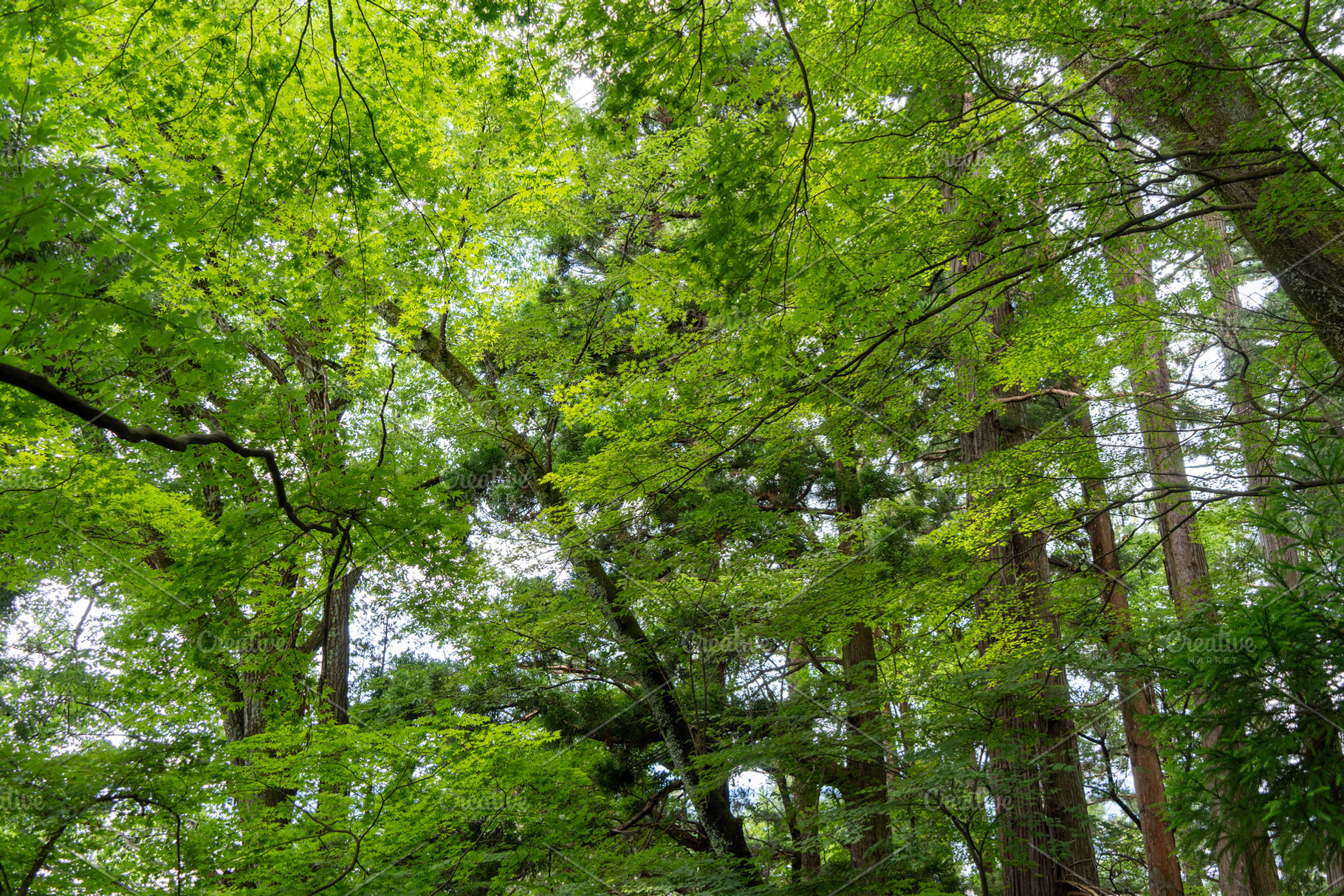 Maple tree forest canopy during summer in Takayama, Japan, a Nature Photo by GoodGoods