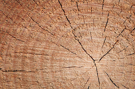 Wooden texture, an Abstract Photo by Serg64