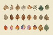 Wilde Flowers Herbarium Collection, an Object Graphic by Nova Studio (Thumbnail 5 of 9)