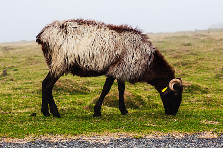 Goat on a meadow in the mist, an Animal Photo by Bepslabor