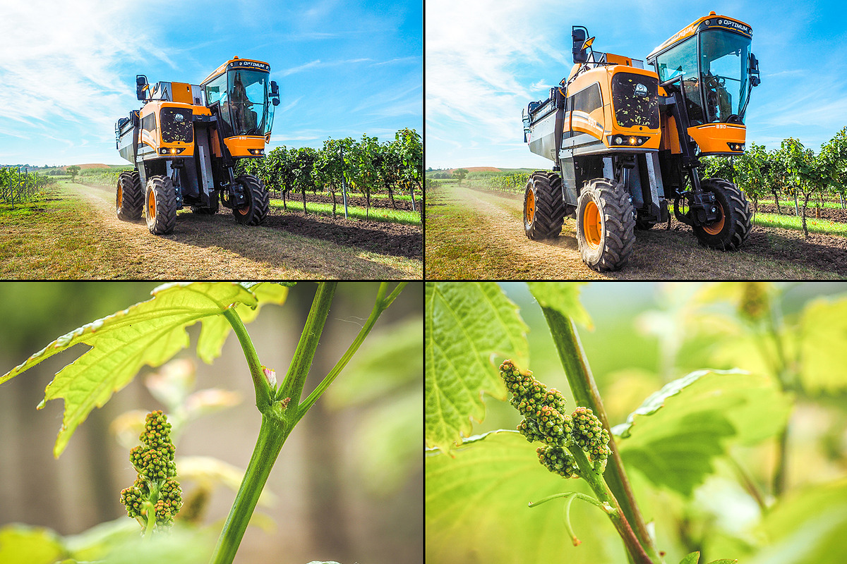 Viticulture /32 pics preview 4