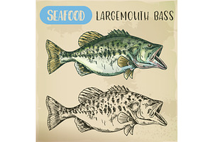 Hand drawn largemouth bass or gamefish, an Animal Illustration by Elegant Solution