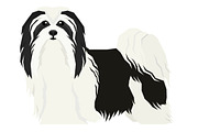 Dog breeds Havanese Dog, an Animal Illustration by Nenilkime (Thumbnail 2 of 3)