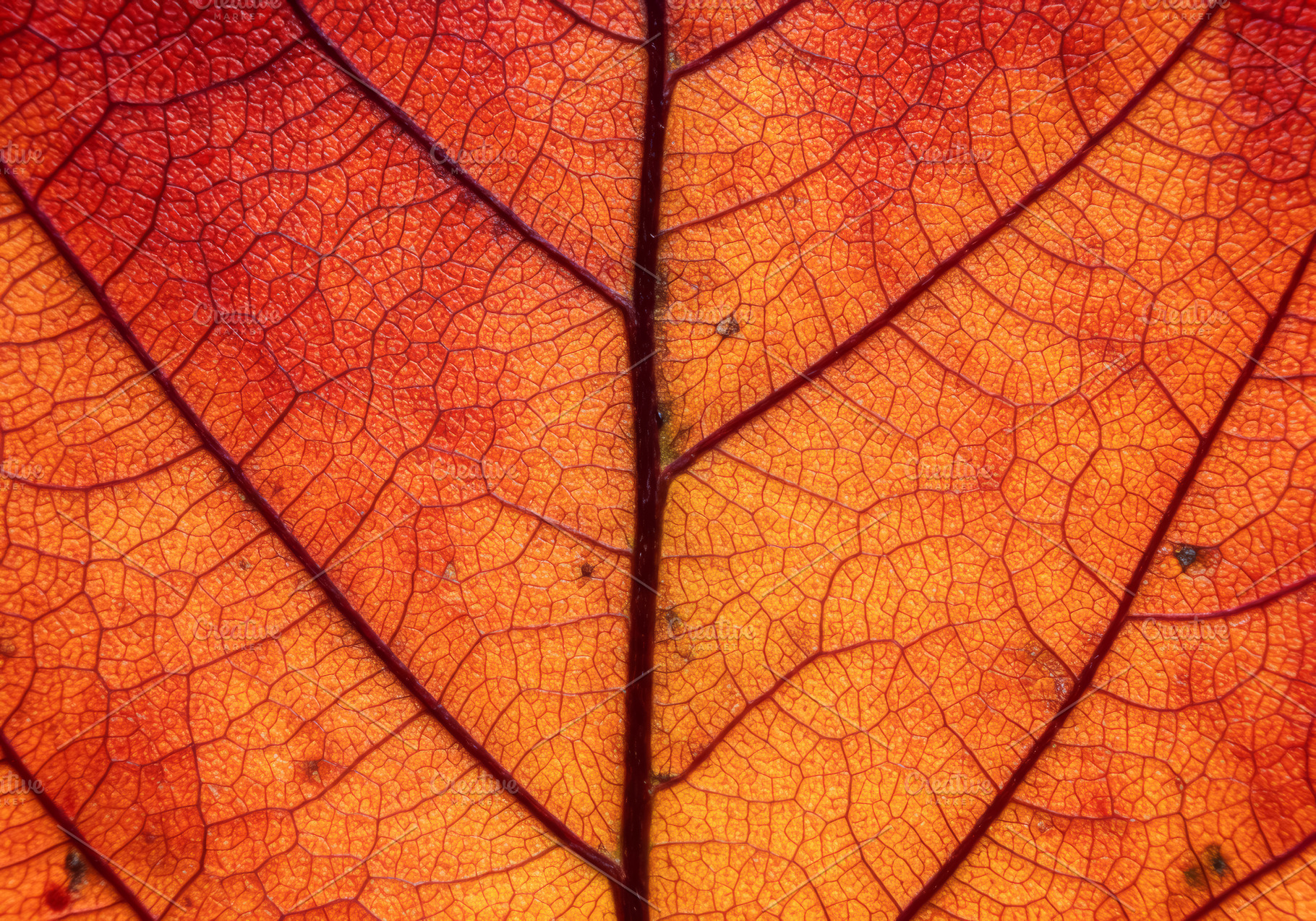 Macro close-up of a vibrant orange a, a Nature Photo by professorinc