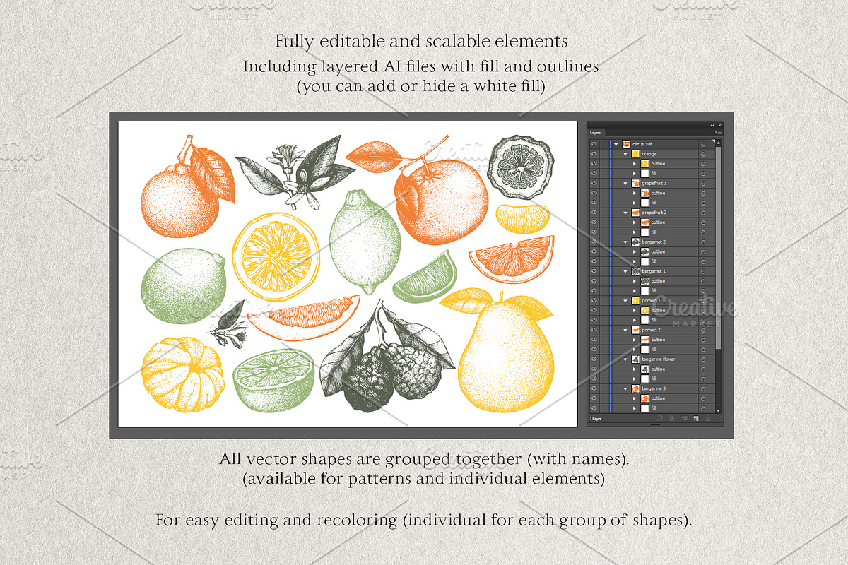 Vector Citrus Fruit Sketch Set, a Food Illustration by Yevheniia (Photo 6 of 6)