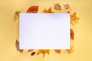Empty blank card with fall leaves, a Holiday Photo by Rimma