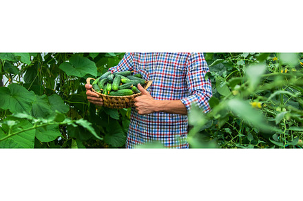A man holds a harvest of cucumbers, a Food & Drink Photo by yanadjana