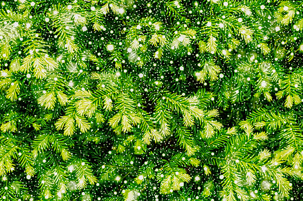 Living Wall preview 5