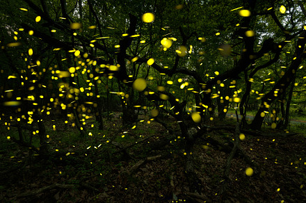Abstract and bokeh light fireflies containing firefly, fireflies, and animal