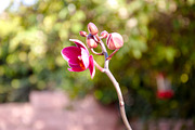 Orchid Flower Stock Bundle, a Nature Photo by r.r.palacios (Thumbnail 10 of 11)