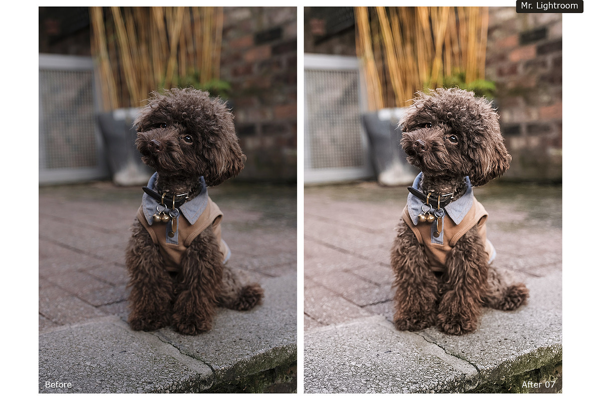 World of Pets Dogs Lightroom Presets, a Preset Add-On by HappyNews (Photo 6 of 7)