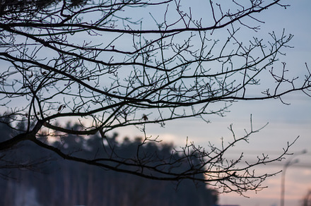 landscape silhouette pine branches against the sunset pink sky, a Nature Photo by TanaCh