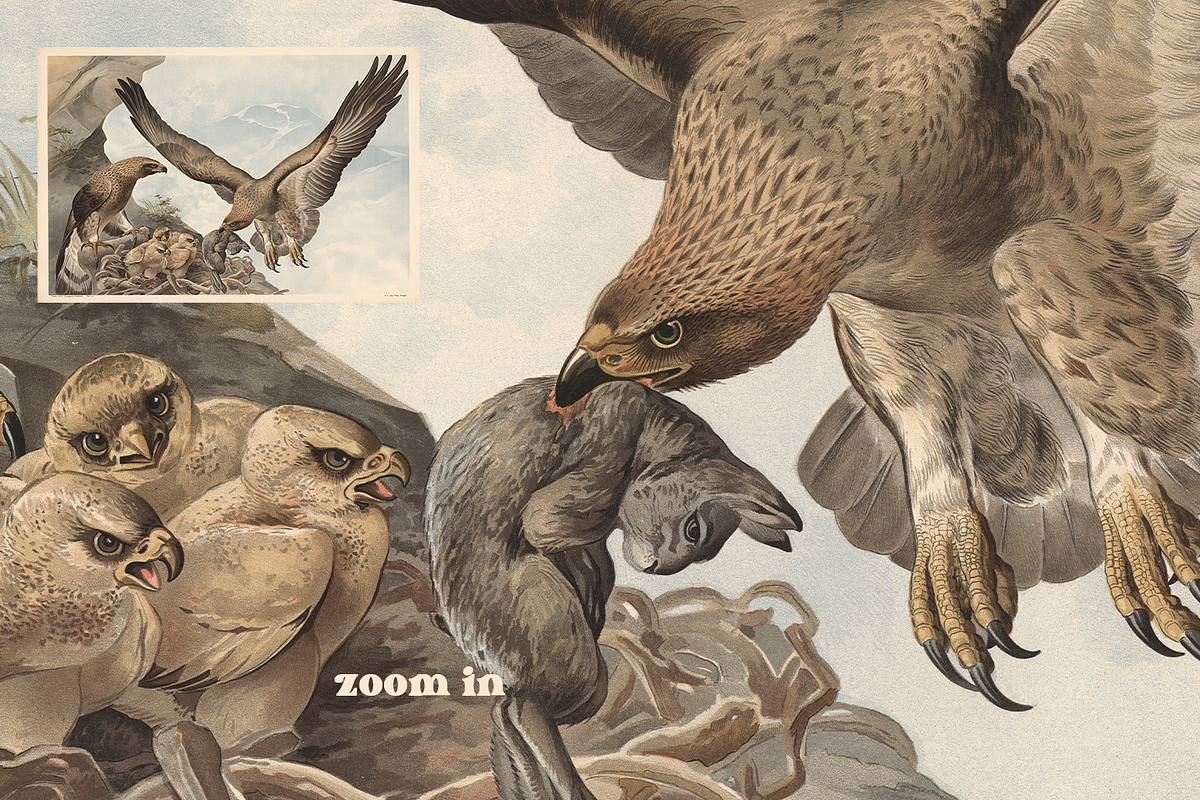 Alfred Fiedler Täubler’s Animals, an Animal Illustration by Digital Museum (Photo 8 of 12)
