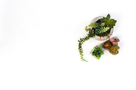 Styled Stock Photography Succulents, a Photo by Gorgeous Graphics