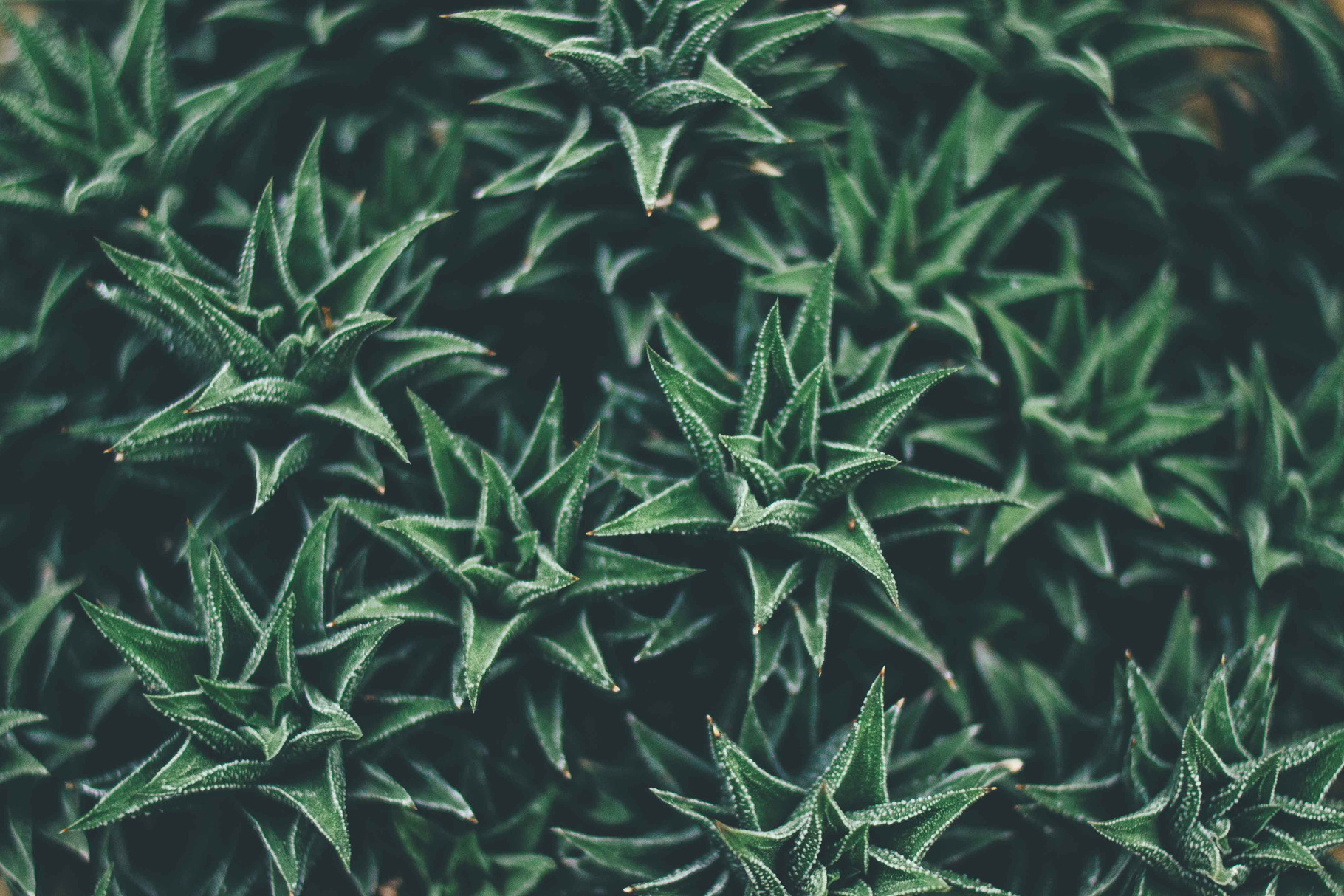 Chicago conservatory succulent plant featuring nature, plant, and succulent, a Nature Photo by baker2512