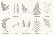 Fern & Grass Line Art Collection, a Decorative Illustration by AW Studios (Thumbnail 3 of 11)