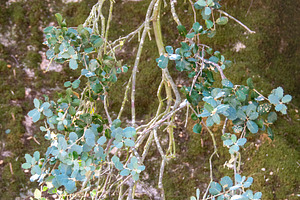 Close-up of delicate plant branches with round leaves, a Nature Photo by DanFLCreativo