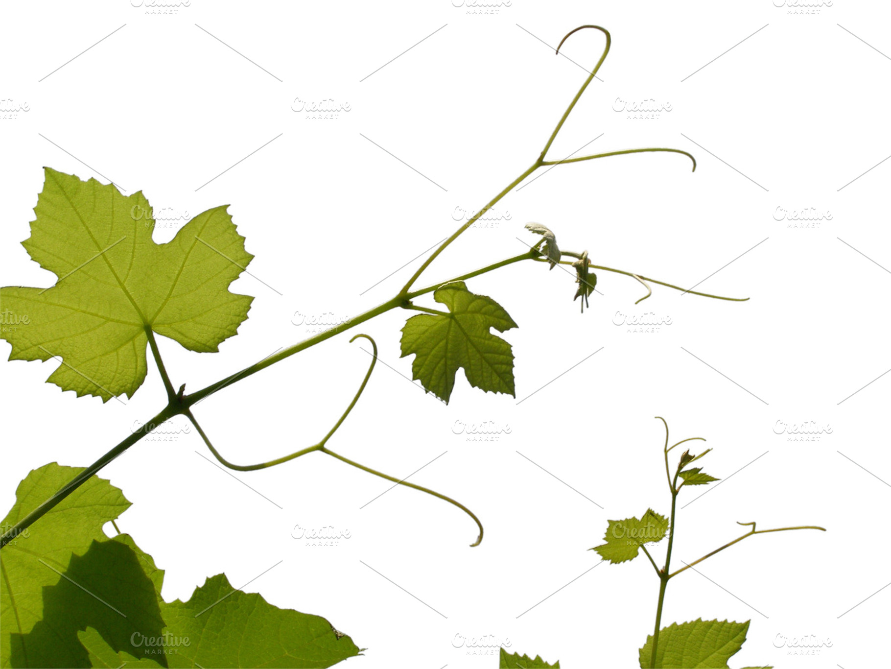 Vines leaves featuring vitis, vine, and plant