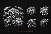 10 Bundle Dark Art Chrysan Flower, an Illustration by Morspective (Thumbnail 5 of 7)