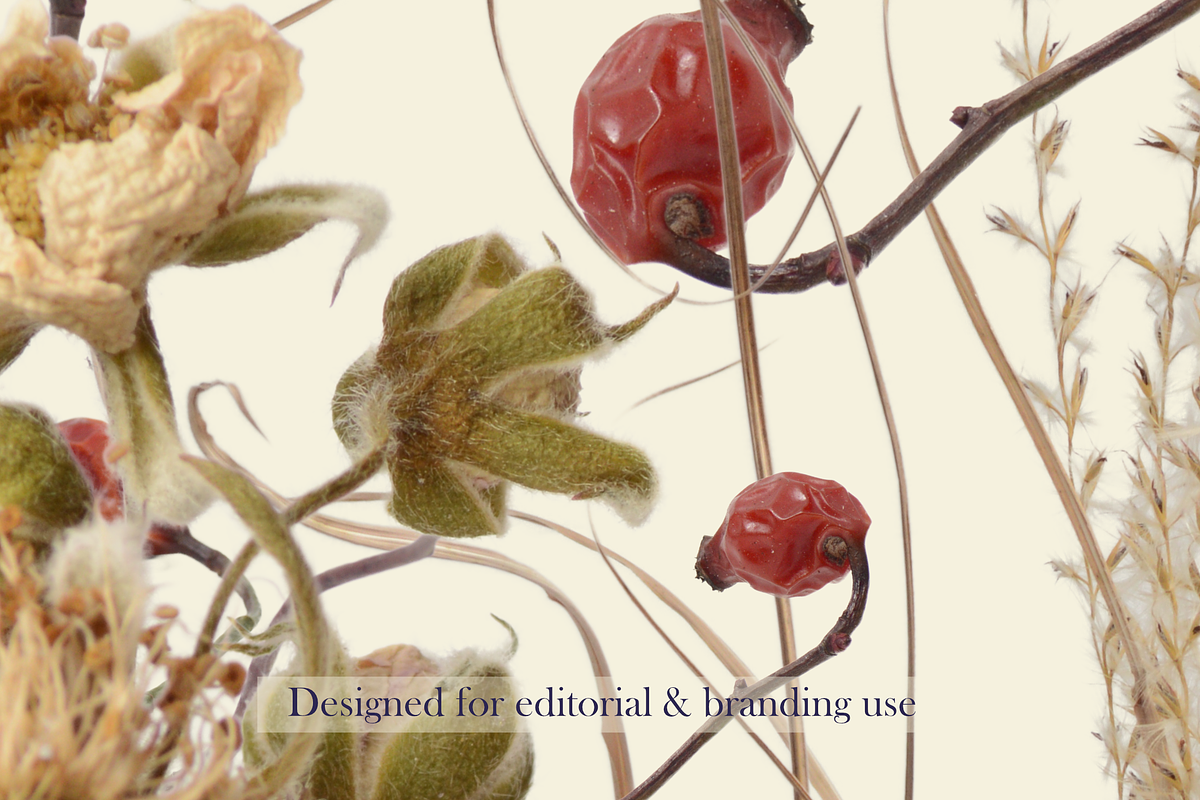 Airy Grassland — Wild Meadow Botanic, an Object Graphic by Aga Silva (Photo 8 of 8)