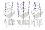 Lavender watercolor flower clipart., a Decorative Illustration by NKTKNS (Thumbnail 2 of 7)