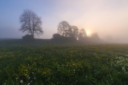 Sunrise on the meadow full of flowers, a Nature Photo by Dreamy Pixel