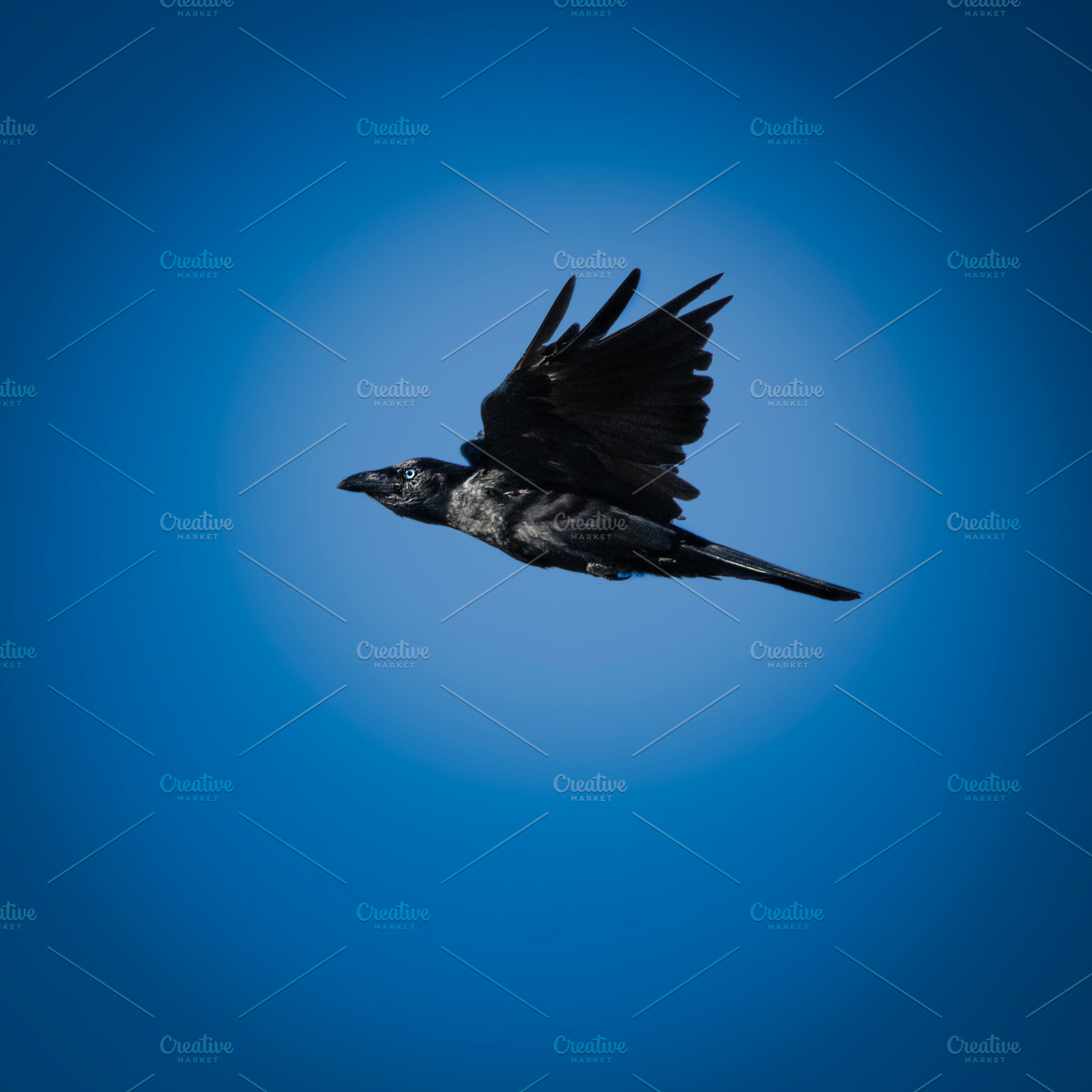 Torresian Crow in flight, an Animal Photo by Rob D Animal Photography