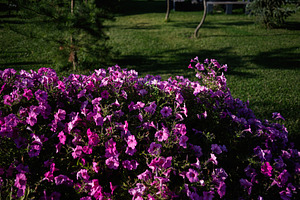 Vivid purple flowers blooming beautifully in a lush green park during sunlight, a Photo by AS photostudio