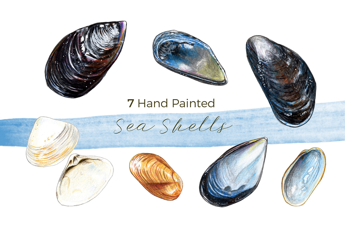 Hand-painted Seashells | 7 cliparts, an Illustration by Miriam Figueras (Photo 1 of 3)