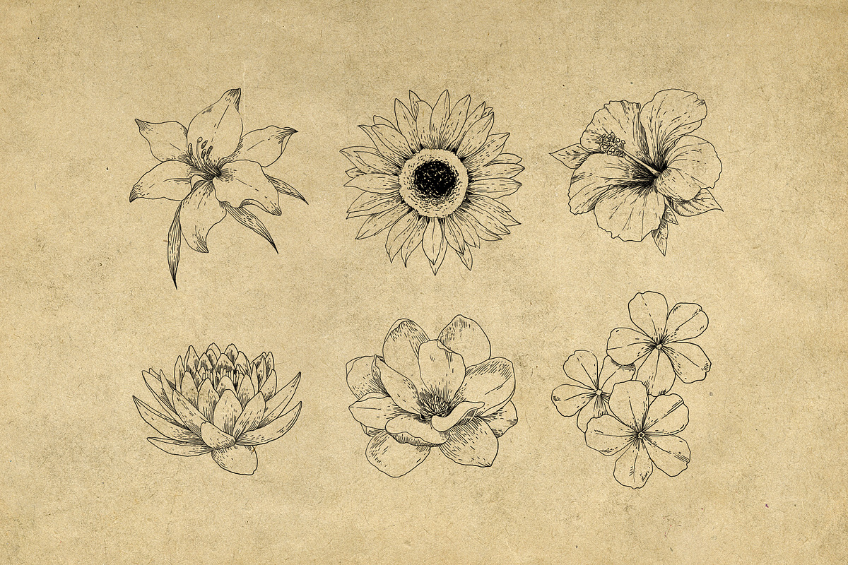 40 Vintage Floral Illustrations, an Illustration by Hatch Design Workshop (Photo 7 of 15)
